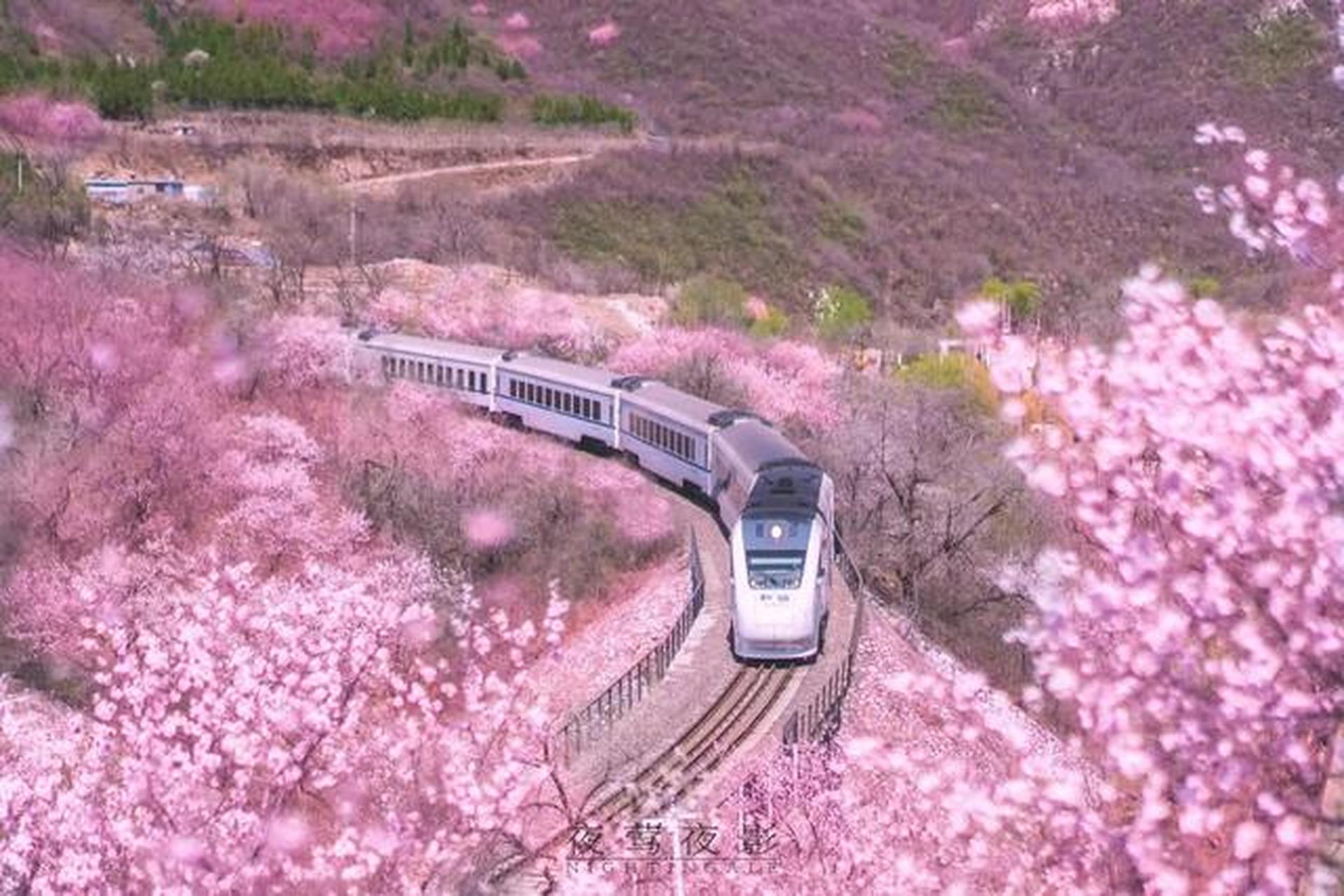 待到山河无恙 想跳上北京居庸关花海的列车 从「雪树银花尽开颜」的