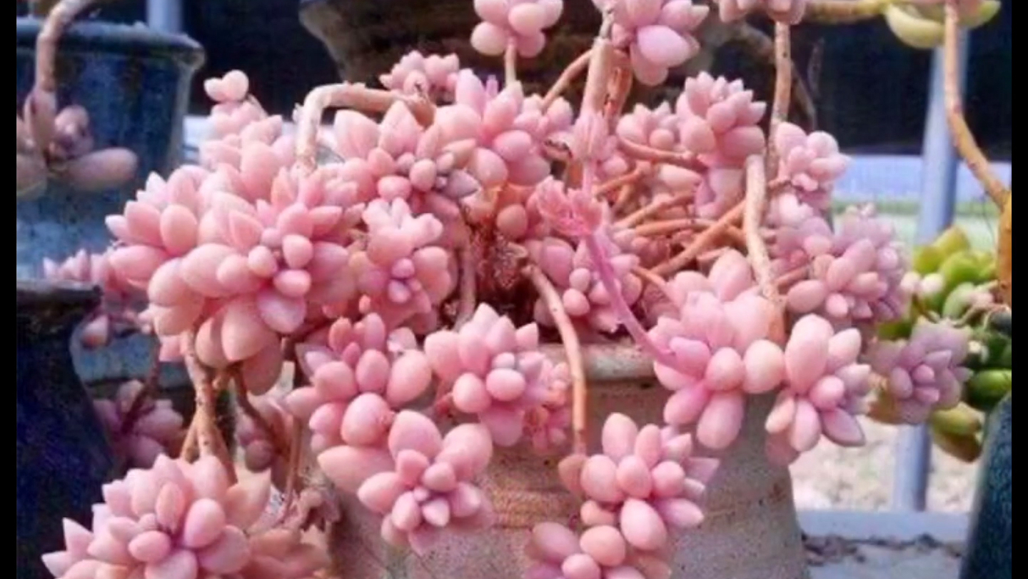 生命力顽强，养护环境要求不高，好看好养又不贵的多肉植物品种