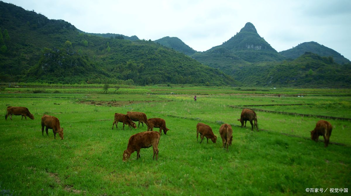 牛场- 热门商品专区