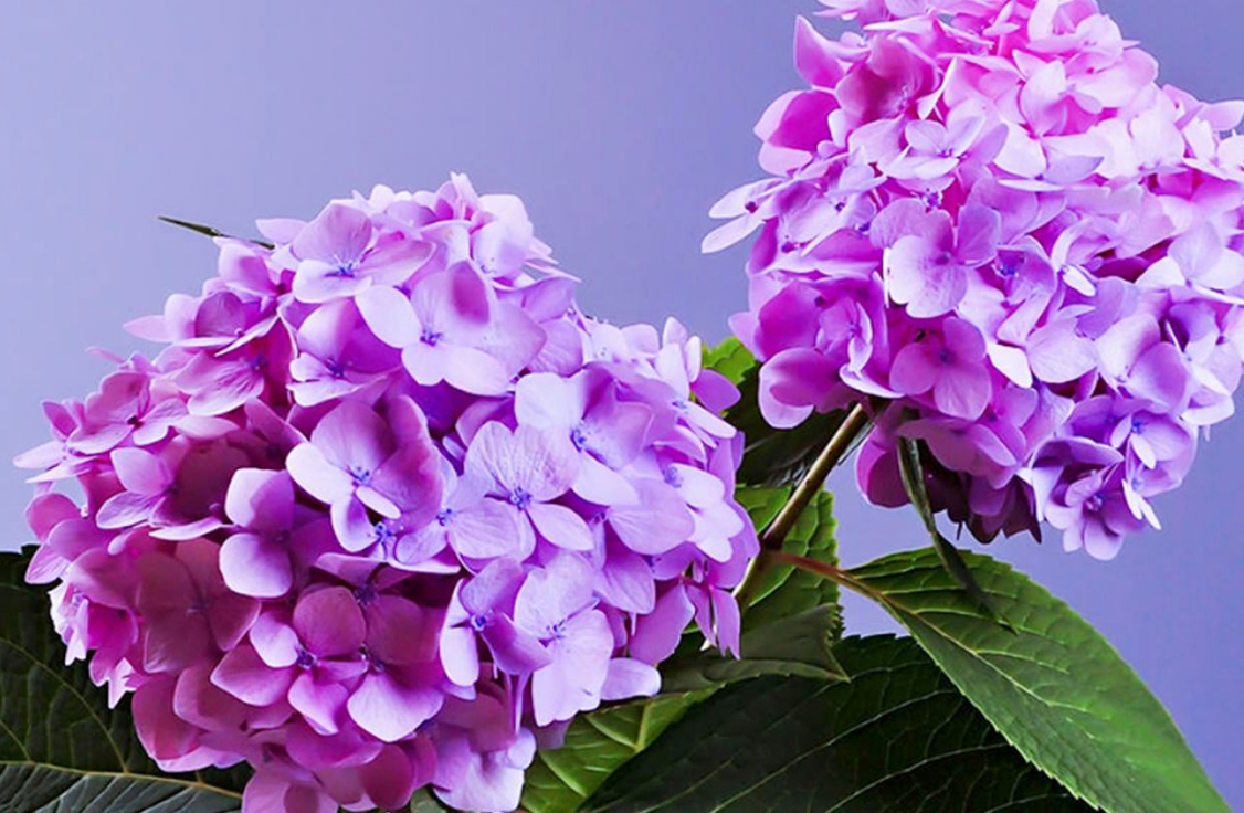 鲜花美景艺术:漂亮又芳花吐蕊的鲜花美图,你见过吗