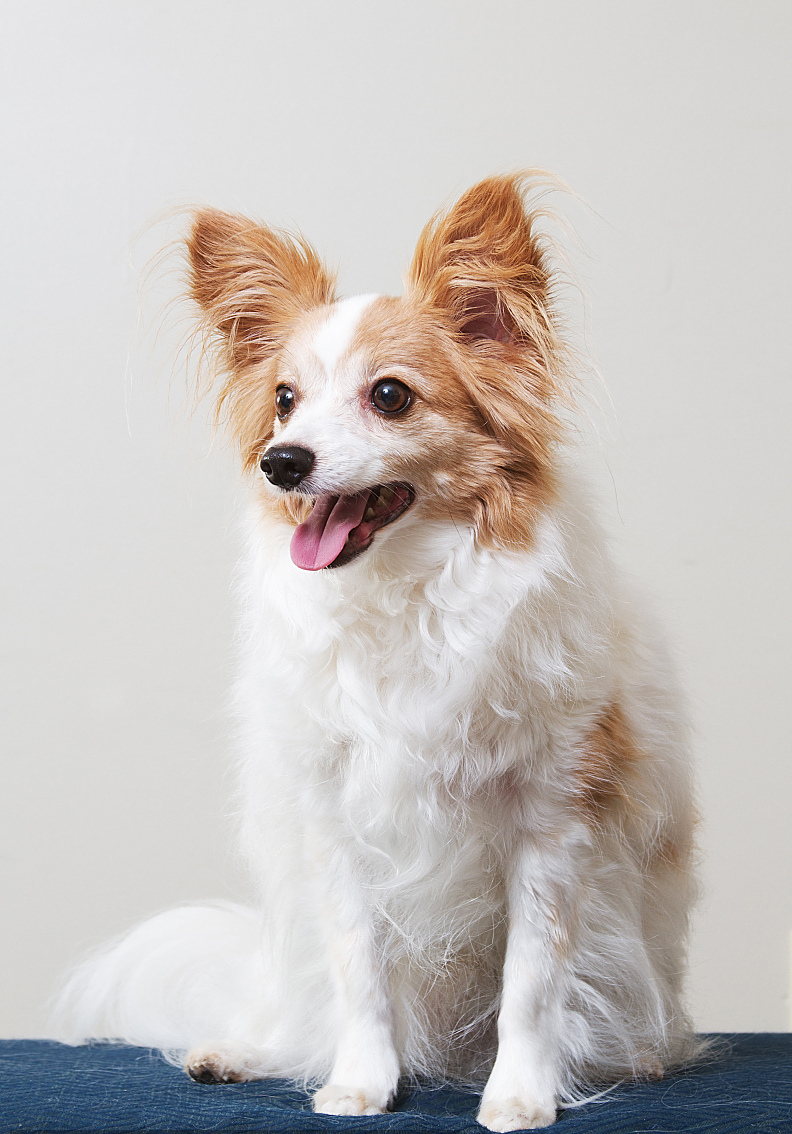 世界上最温顺的狗狗排名,你们家的上榜了吗?