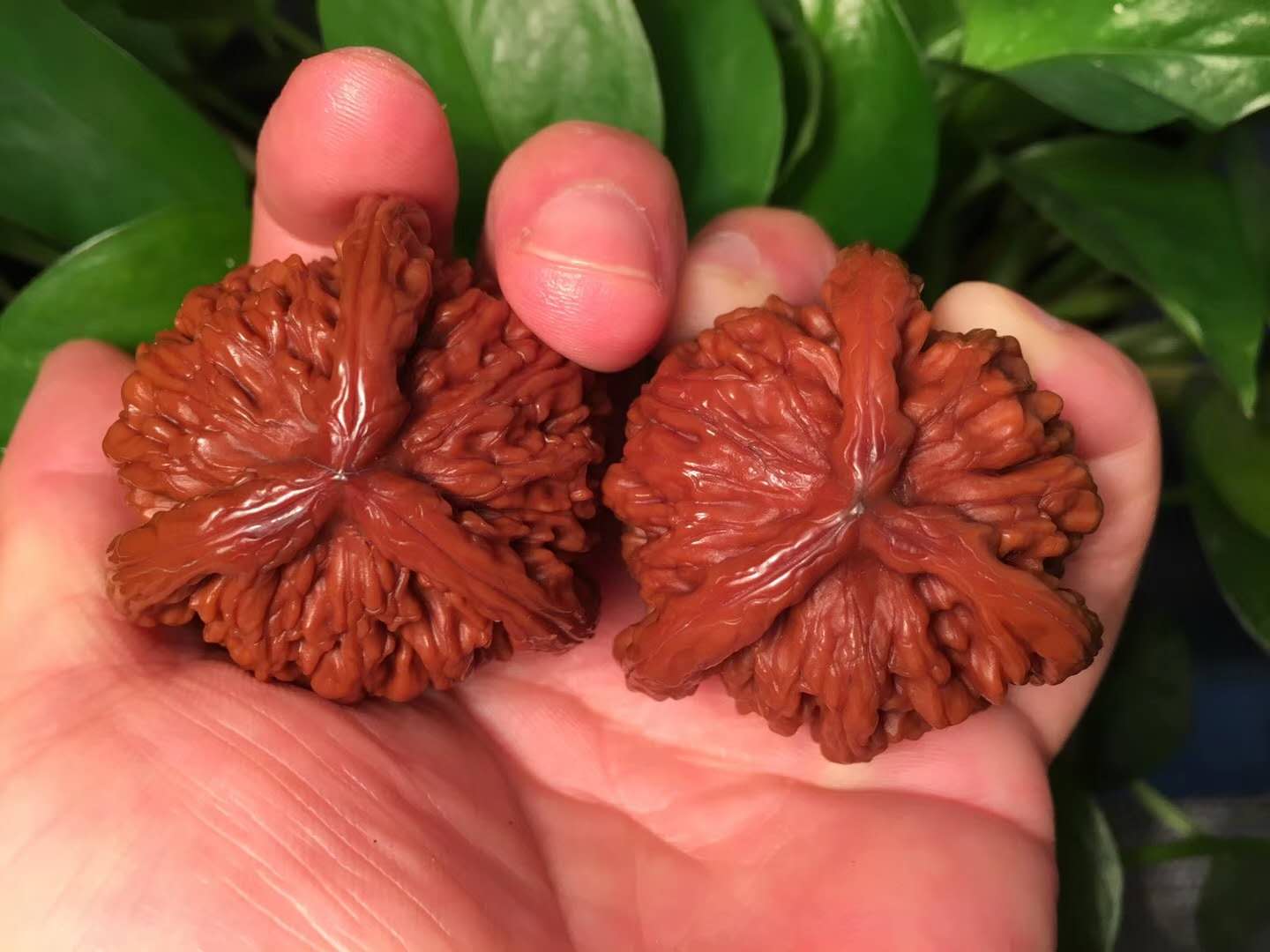 高手聊文玩核桃:三棱比两棱差太远,除了新手没人盘