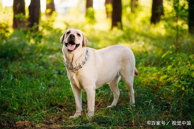 狗狗受歡迎排名榜:十大最受歡迎犬種