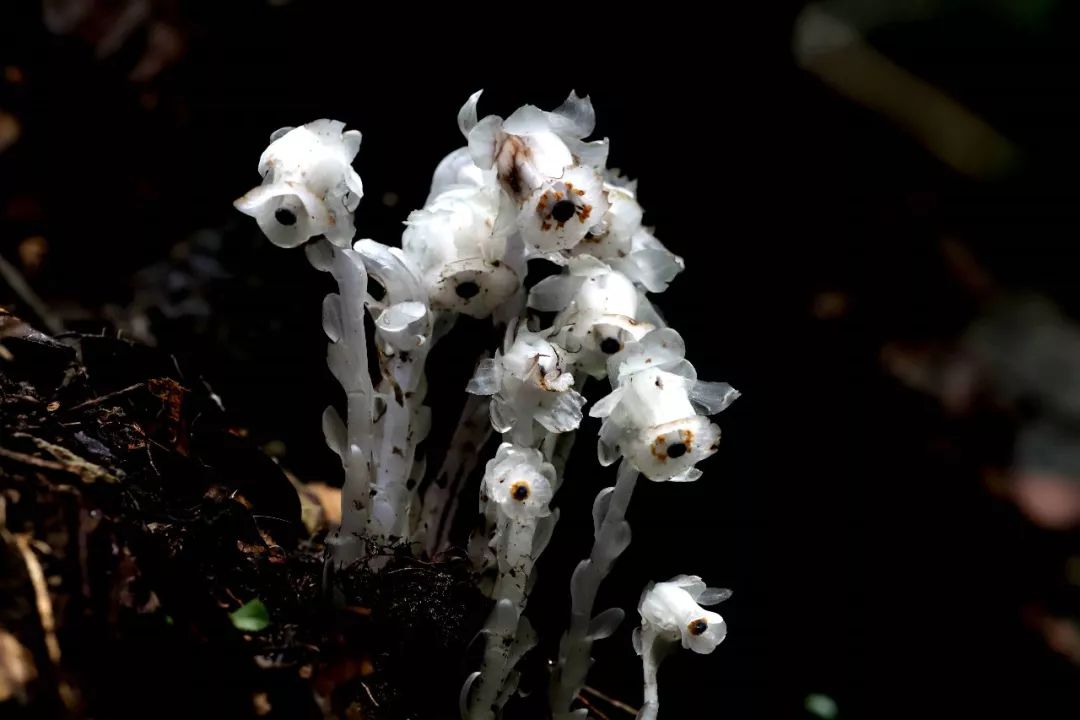 球果假沙晶兰,一种突破植物经典定义的神秘植物,现身宁波山间