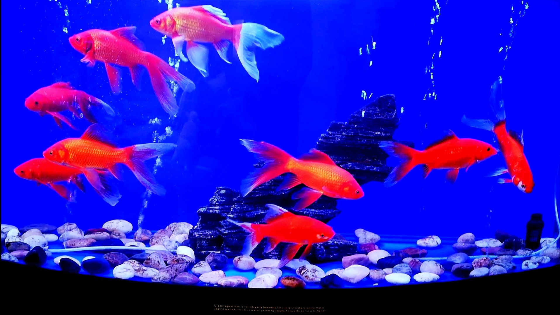 红草金鱼好养又好看!看姐姐是怎样养好它的