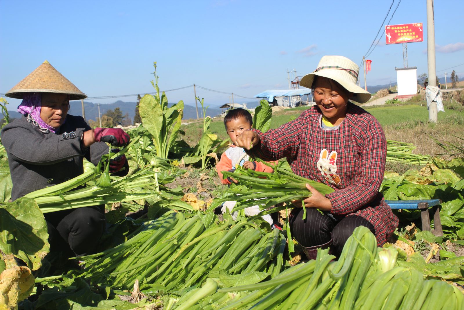 换个思路,换来出路,保山龙陵精品蔬菜种植业带来好日子!