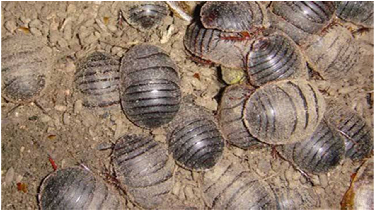 在土元的生长期出现螨虫害,怎样采取合理的方法防治