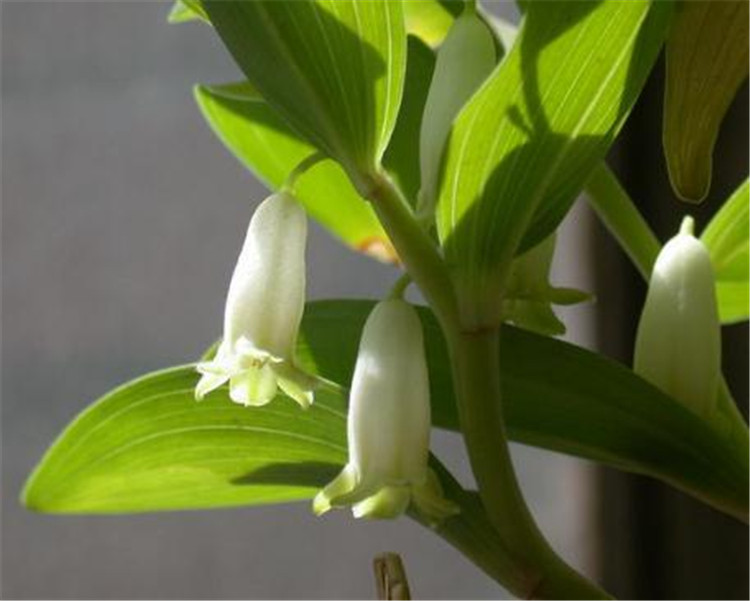 种植玉竹的小方法