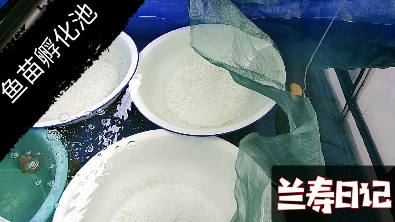 金鱼繁殖温度不够的情况下需要一个鱼苗孵化池