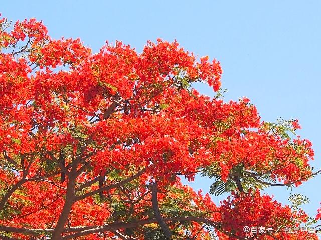 花楹热烈而明媚,如火如荼,热情似火