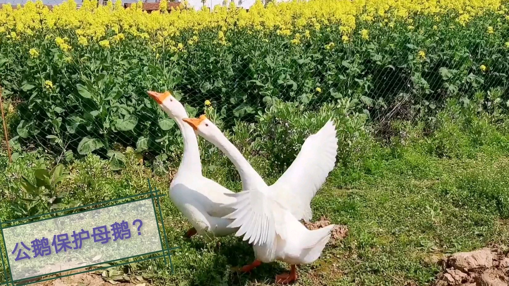 一对大白鹅,不知怎么区分公母,11个月大