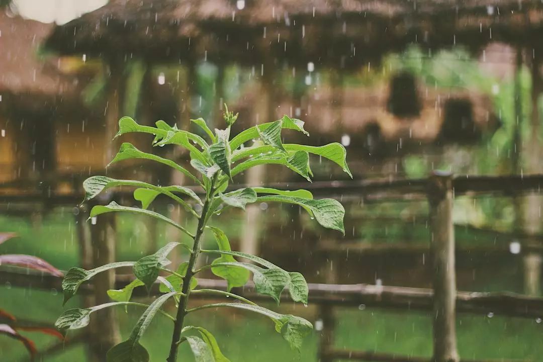 雨水|好雨知時節,當春乃發生