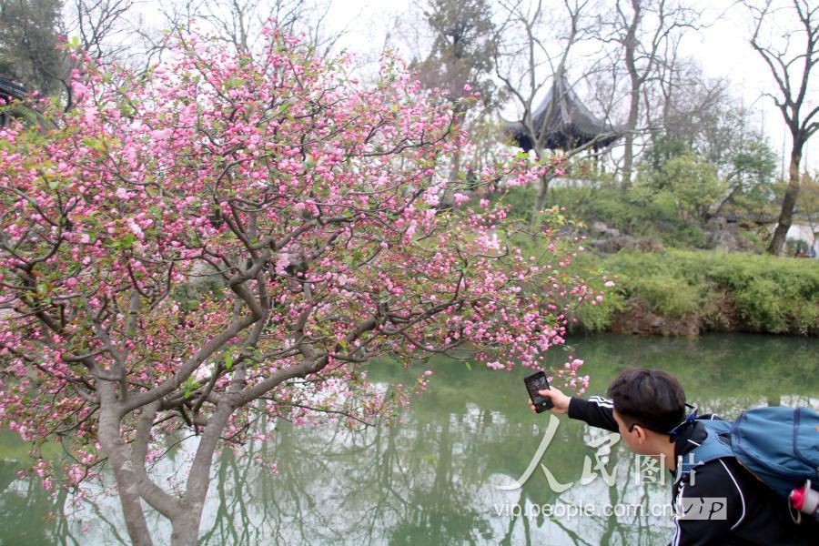 苏州:海棠花开拙政园