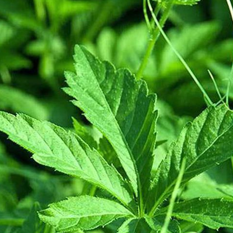 高血压的"克星"来了,每天吃两口,帮你软化血管平稳降血压