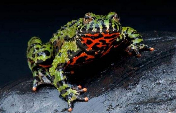 动物小百科:关于铃蟾你不得不知道的知识!