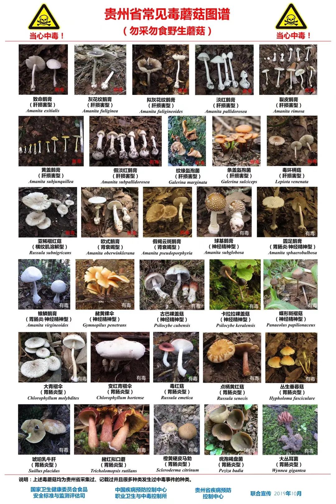 转发收藏这份毒菇清单