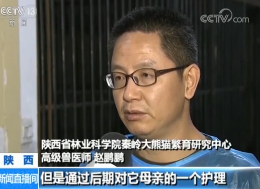 大熊猫"楼生"又双叒生宝宝啦!