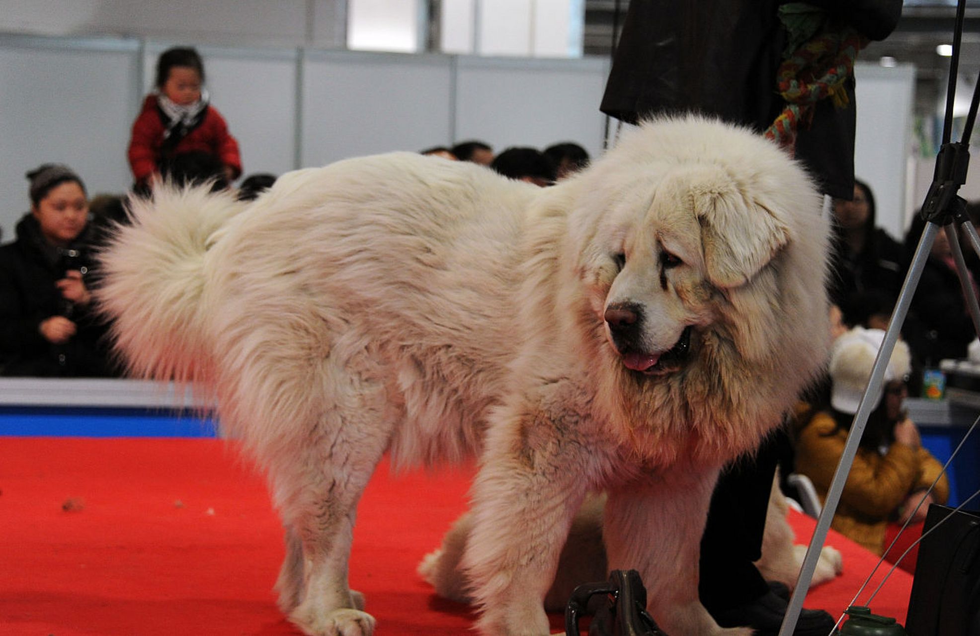 雪獒王图片