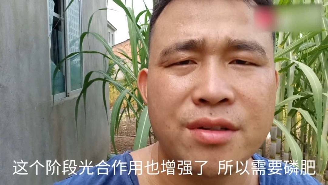 甘蔗到了拔节伸长的关键期,肥水管理做到这几点,亩产可超万斤