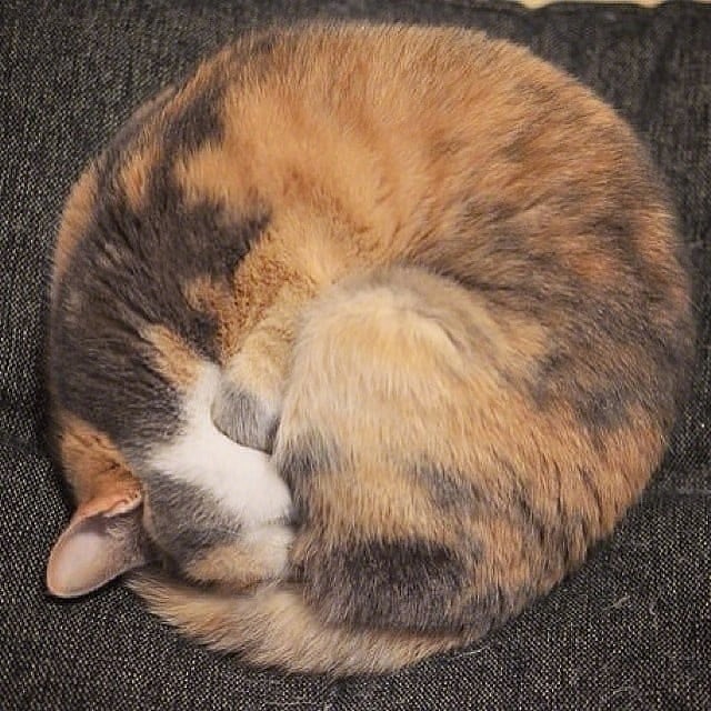 猫咪把自己蜷缩成一个圆,你是"猫饼"吗?