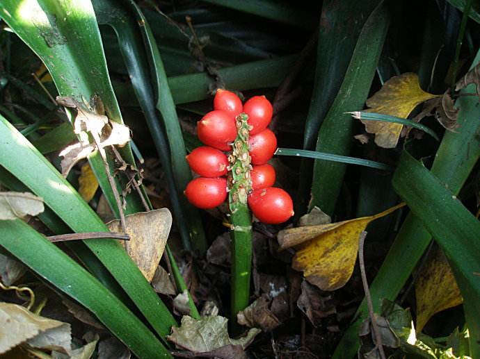 农村这种躲在叶片中的小红果,外形像万年青,很多人没见!