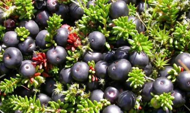 巴西莓的抗氧化成分对健康有益,促进新陈代谢,促进脂肪燃烧!