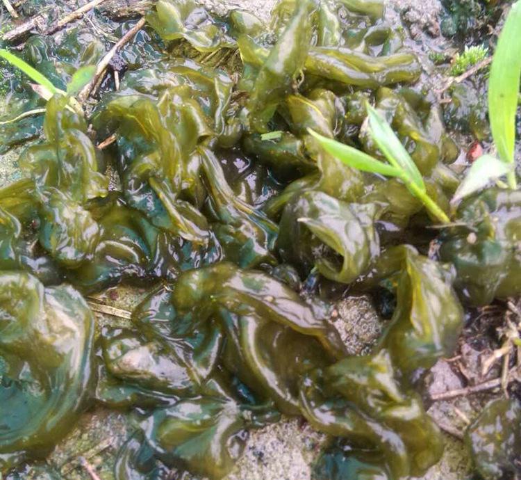 地皮菜能吃吗,地皮菜有什么营养价值?