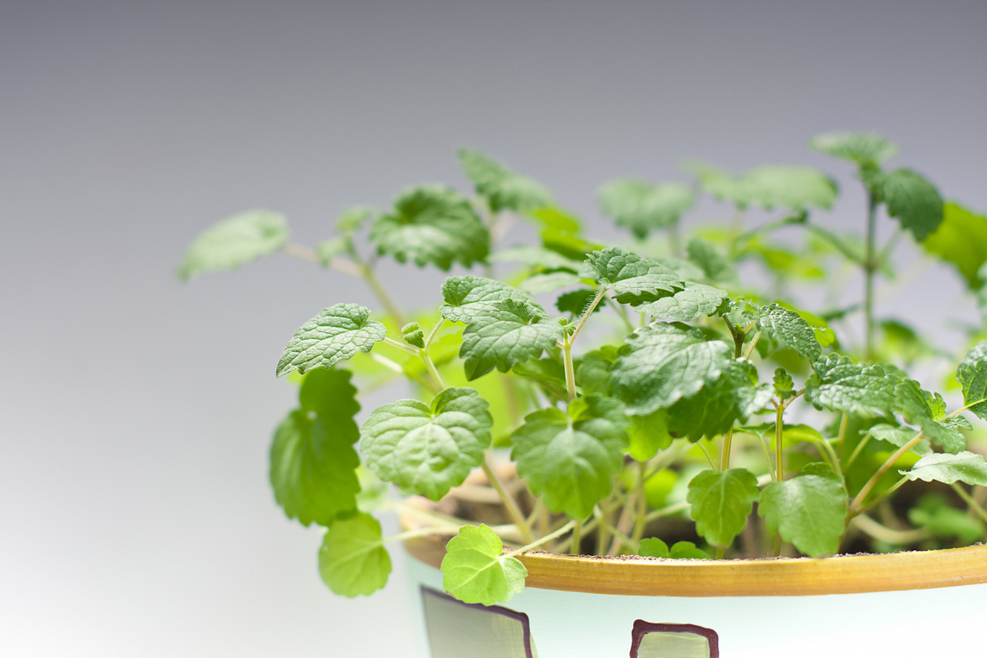 猫薄荷是一种草本植物,因其独特的魔力吸引着猫咪,并因其在人类历史