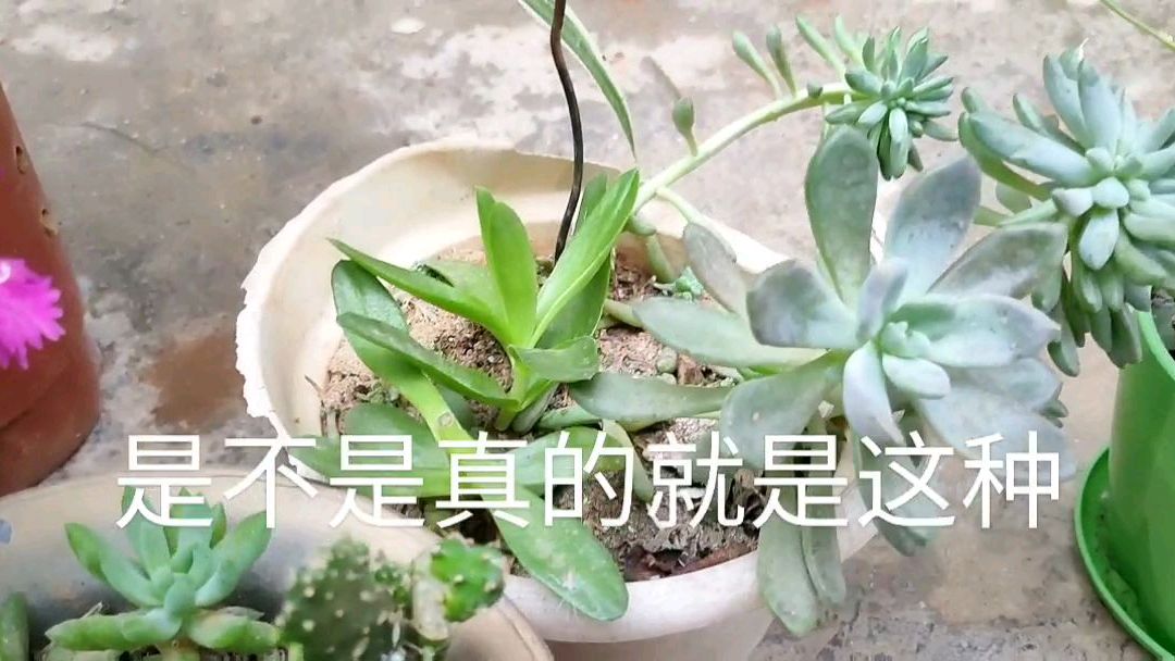 女人都爱花,懒人把多肉火烈鸟,养成了绿鸟