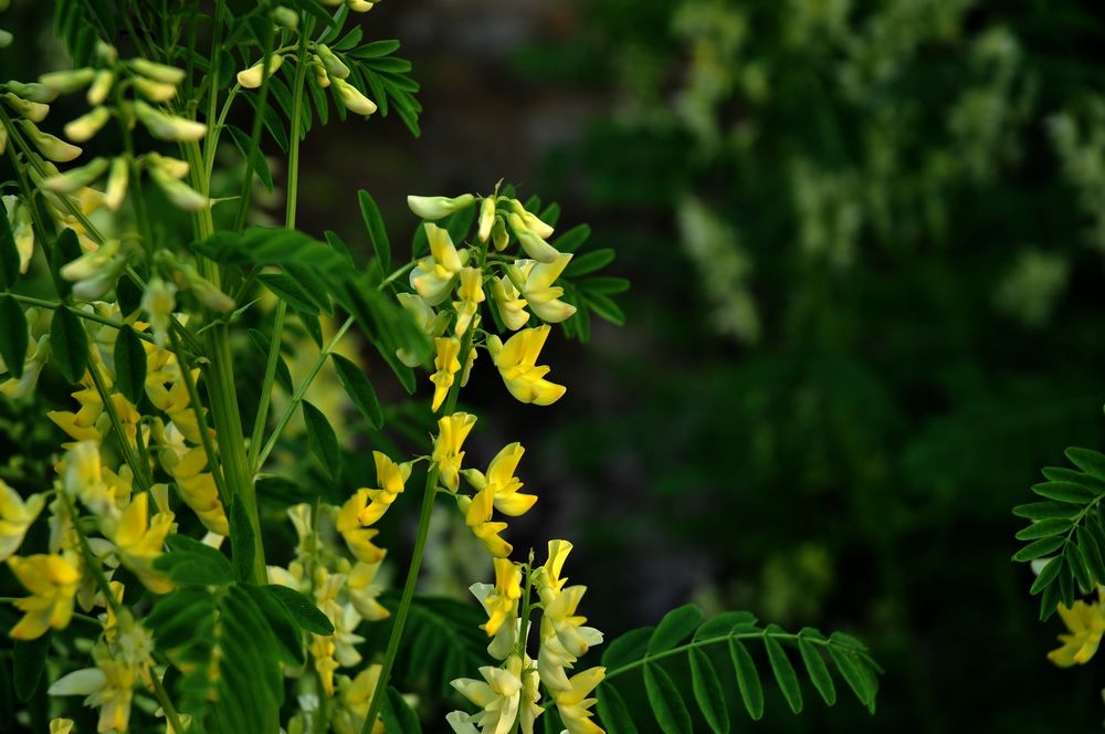 农村路边常见的中草药,你认识几种?认识5种以上的算你厉害