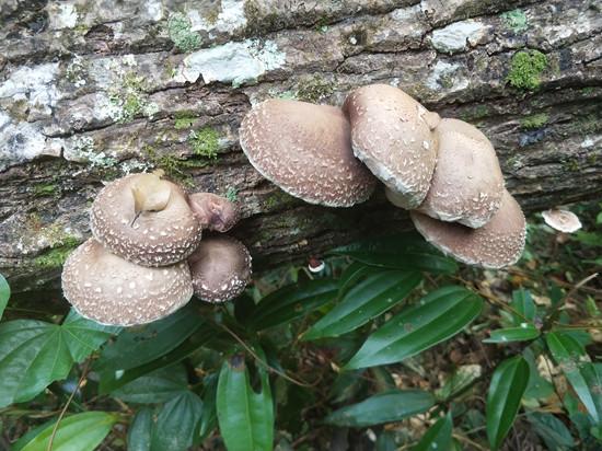 香菇是"山珍之王",营养价值高!但这6类人一口都别多吃