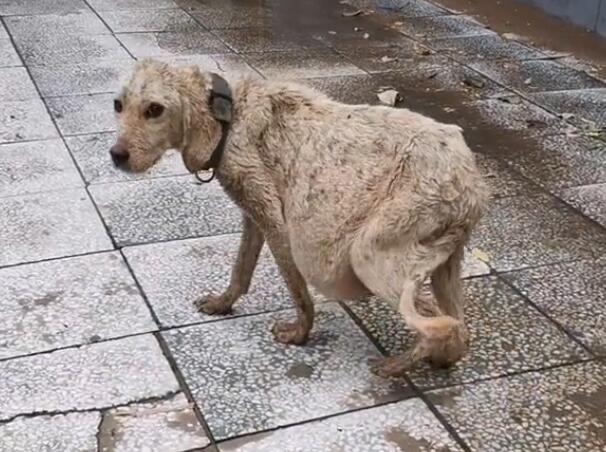 雨中流浪狗图片大全图片