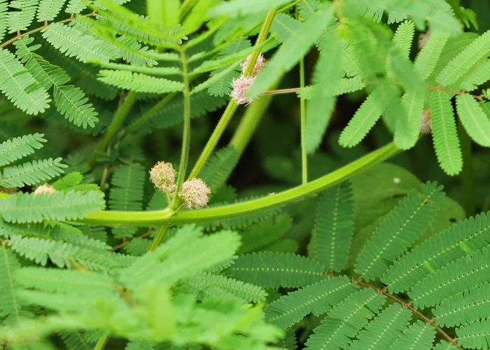 含羞草