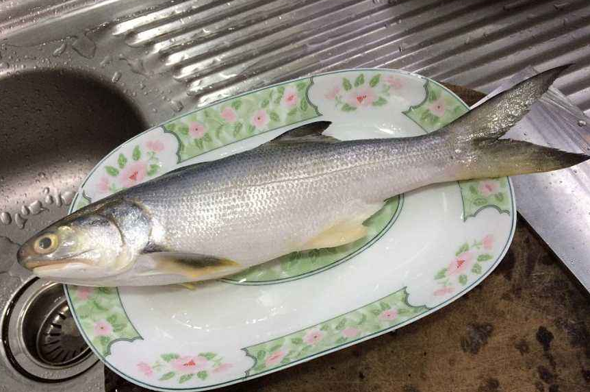 马友鱼,学名是四指马鲅,俗称午笋,祭鱼和鲤后.