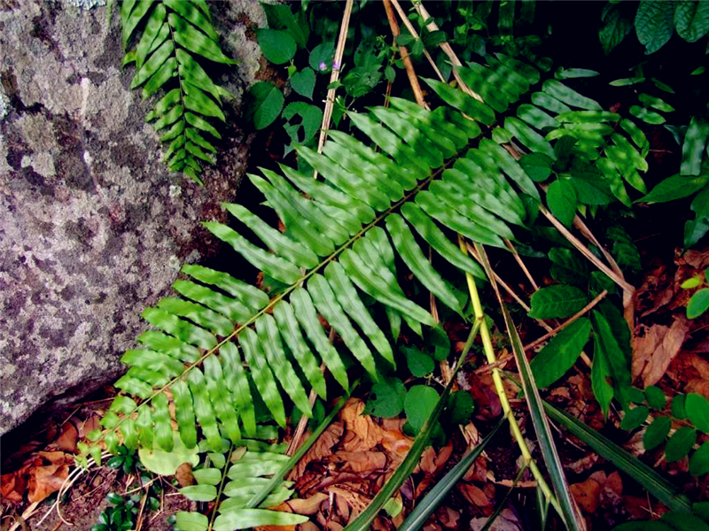 农村有种像"蜈蚣"一样的草,不了解的根本不知道它这么"坚强"