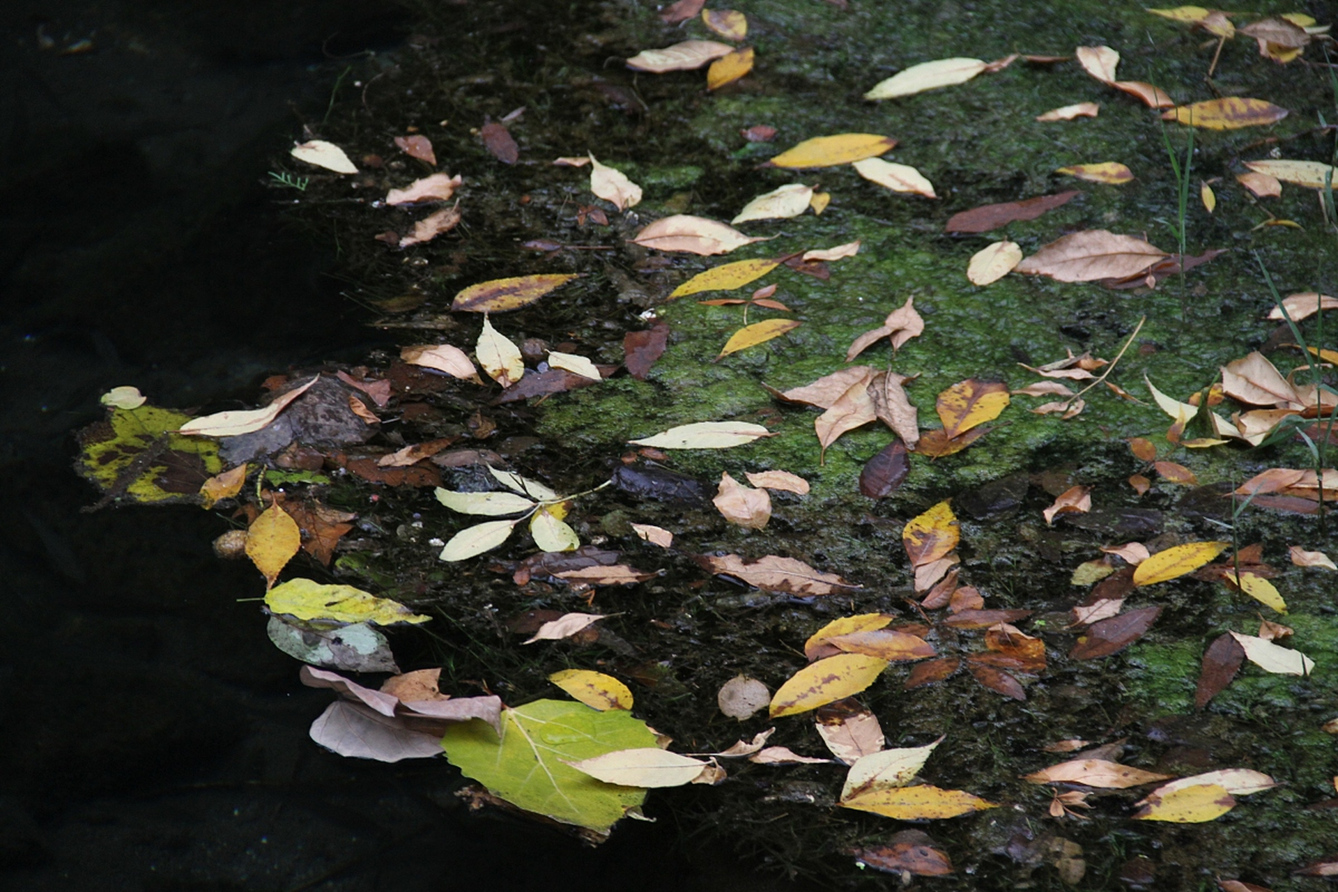 凉风至 明 · 陶益 何处凉飙发,庭前落木知.