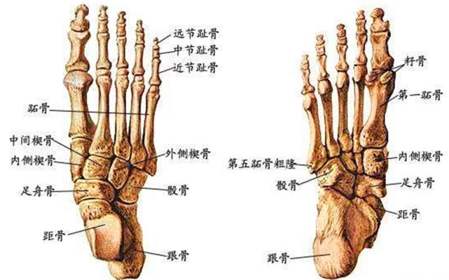 人类有206块骨头,为什么中国人只有204块?