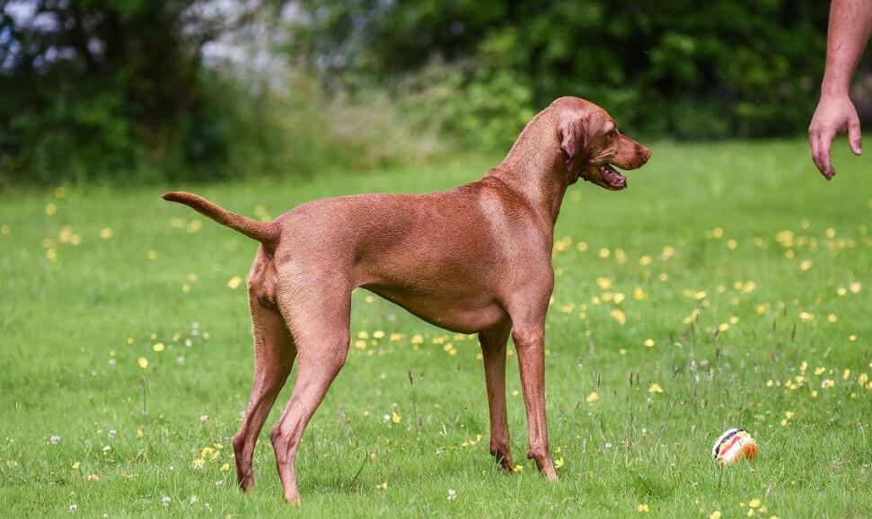 阻止维兹拉犬乱咬的方法