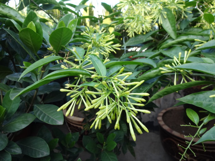 此"3种"毒花,多便宜也不能养,5克能毒死成年人,莫忽视