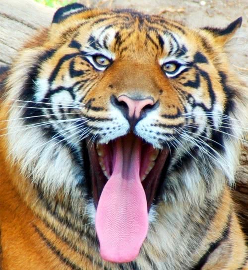 老虎的舌头放大图片