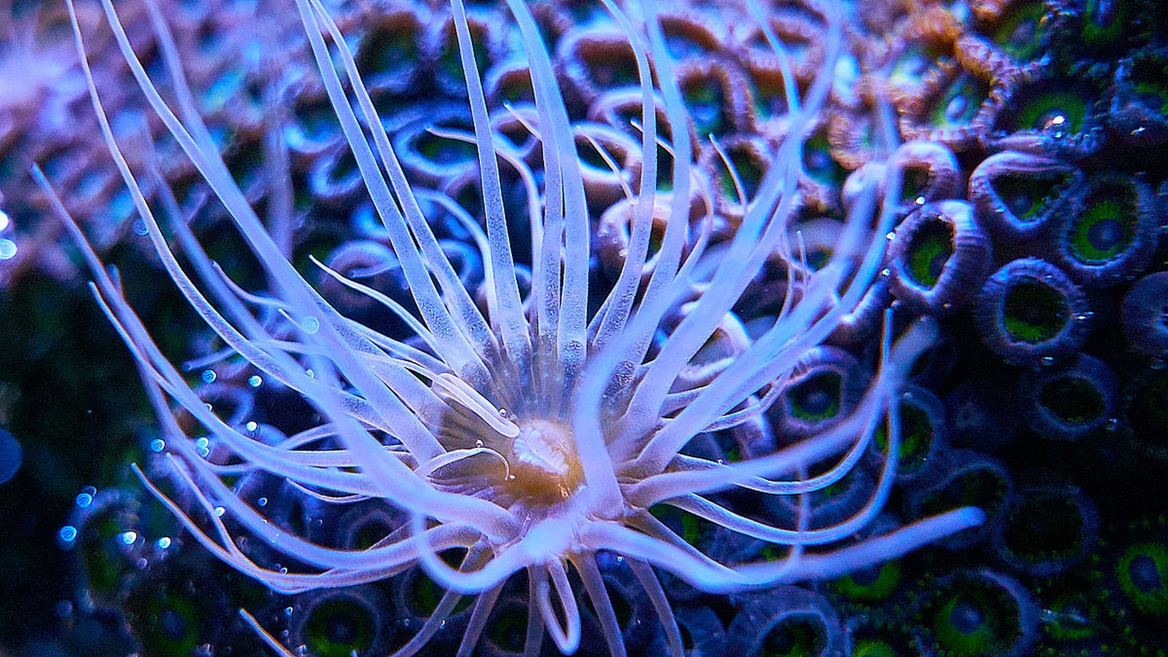 标题:珊瑚花的美丽与生态价值  珊瑚花,一种绚丽多彩的海底生物,以其