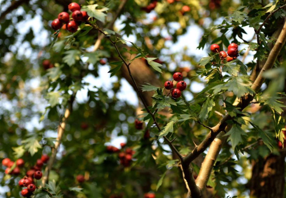 山楂树应该怎么施肥?山楂树施肥管理技术分享