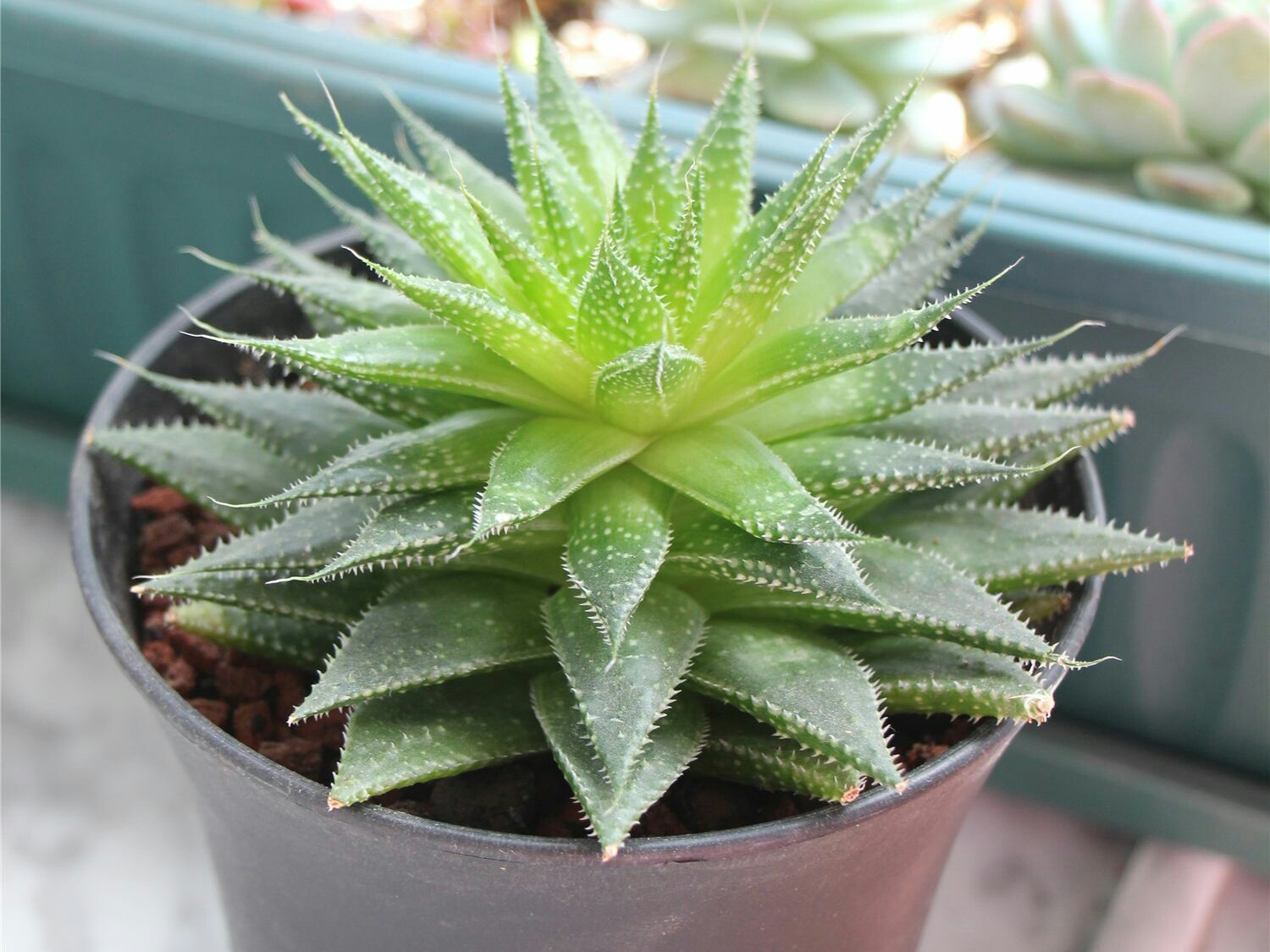 怎样处理徒长的波露?