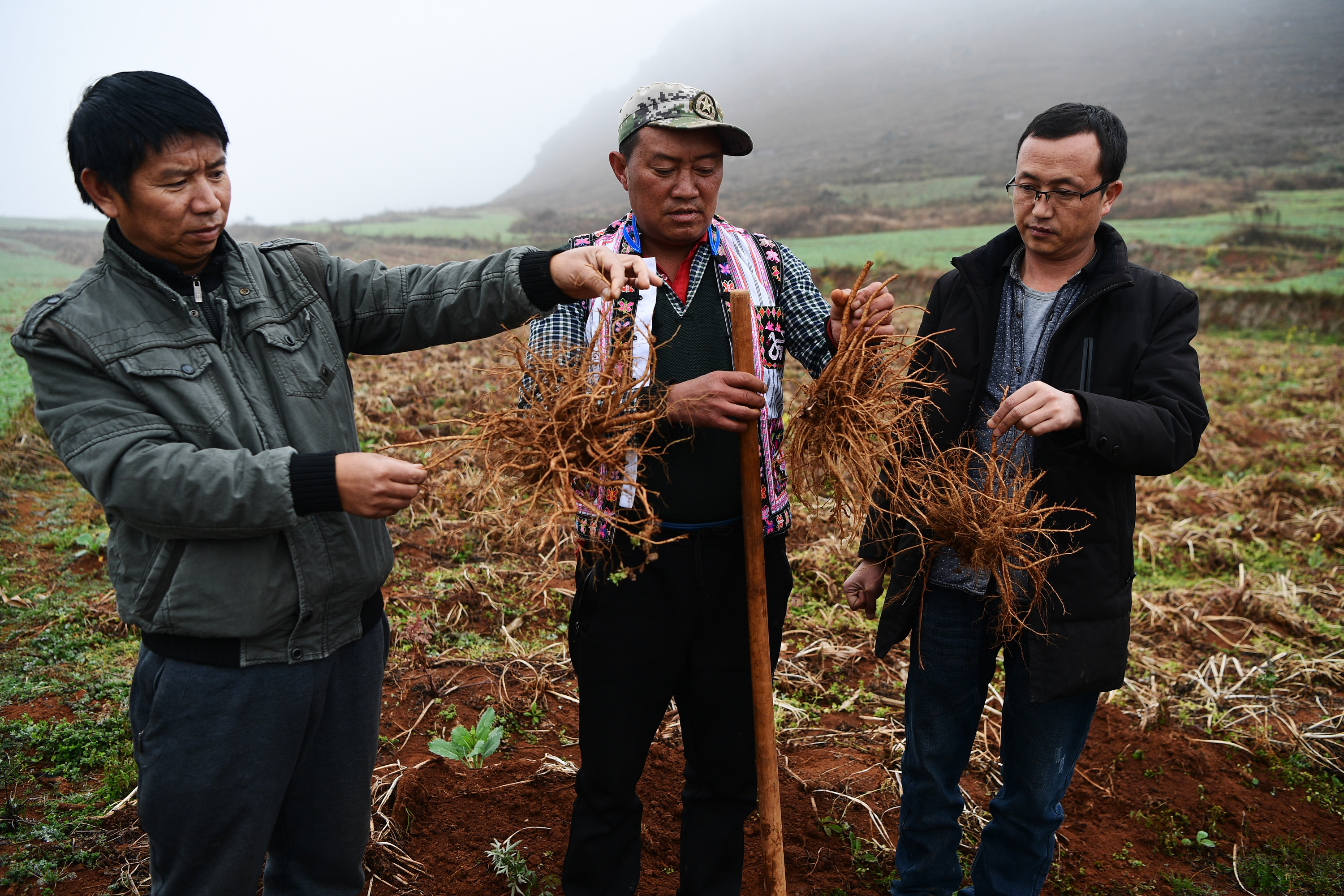 (图为村民种植的当归已经进入采收季节,丰收的当归成为药材市场上的香