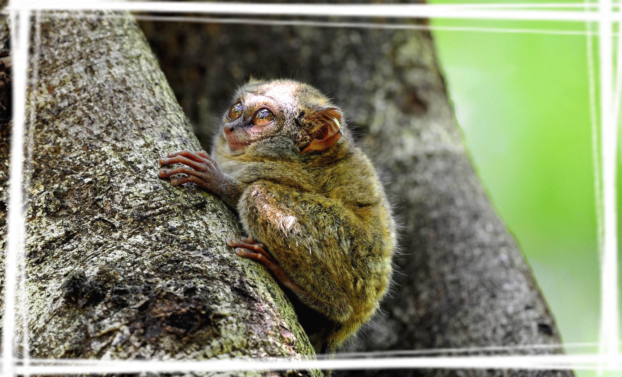 高清懒猴图片桌面壁纸图片