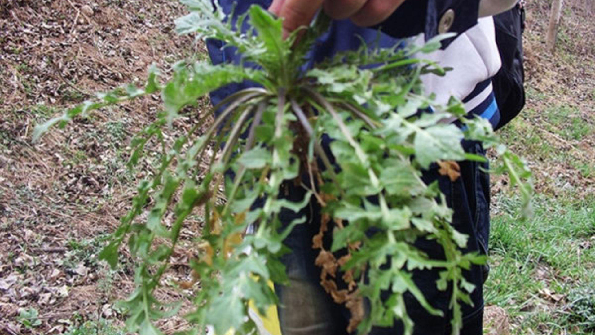 一种不起眼的野菜,荠荠菜,网友说:营养值太高了