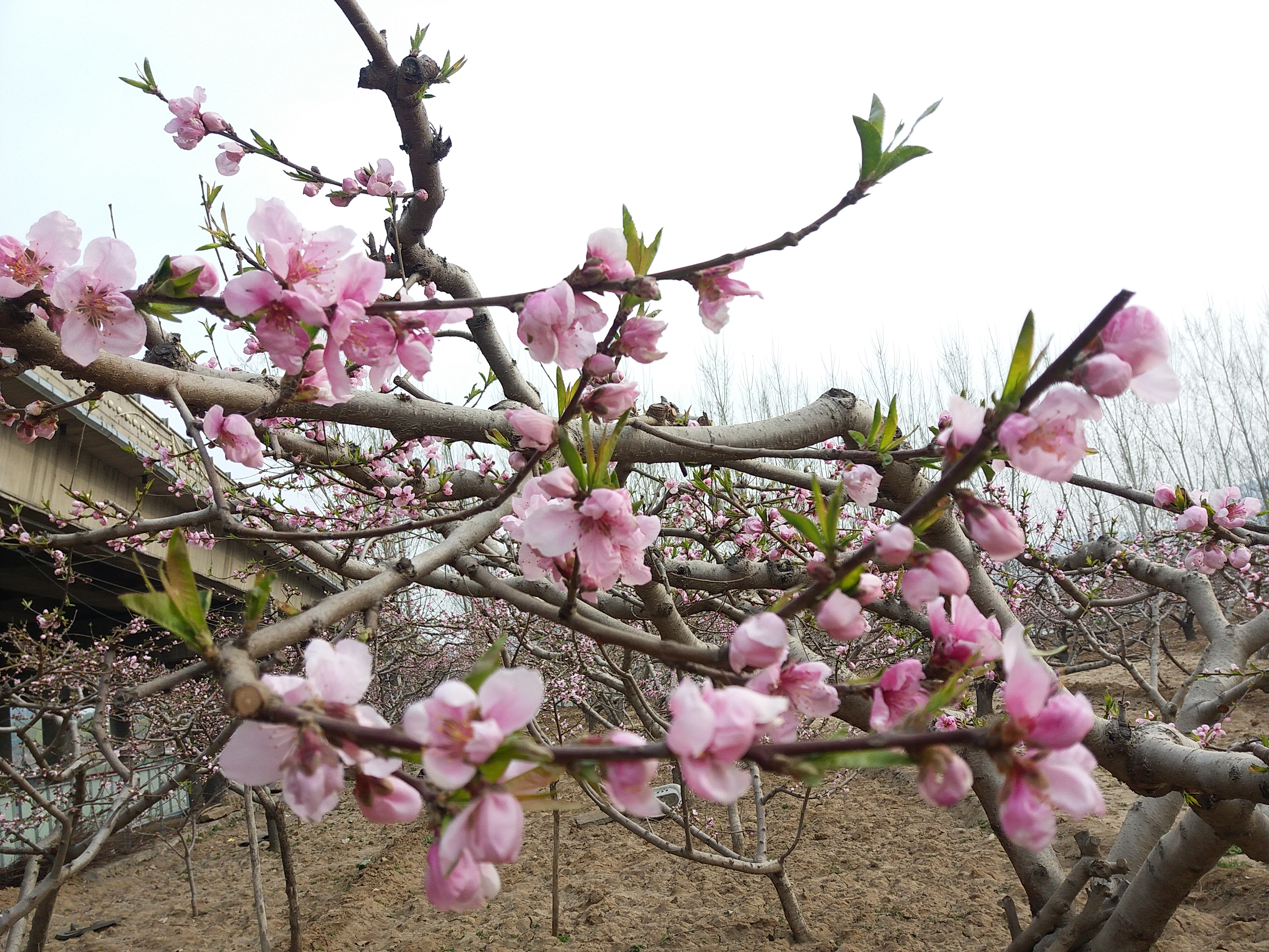 工地旁边的一片桃树,桃花盛开一片美景
