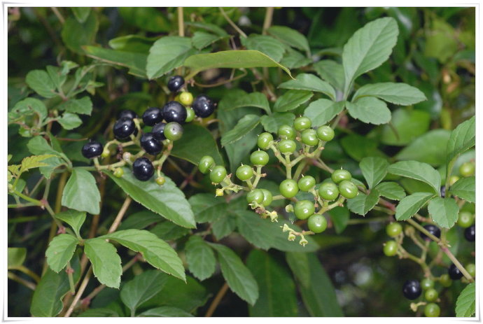 乌蔹莓与绞股蓝的区别图片
