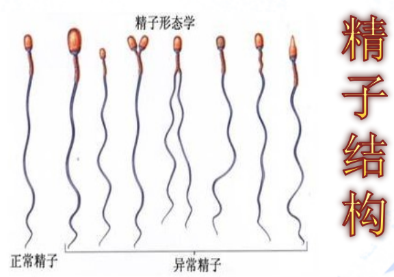 教你几招自测精子质量