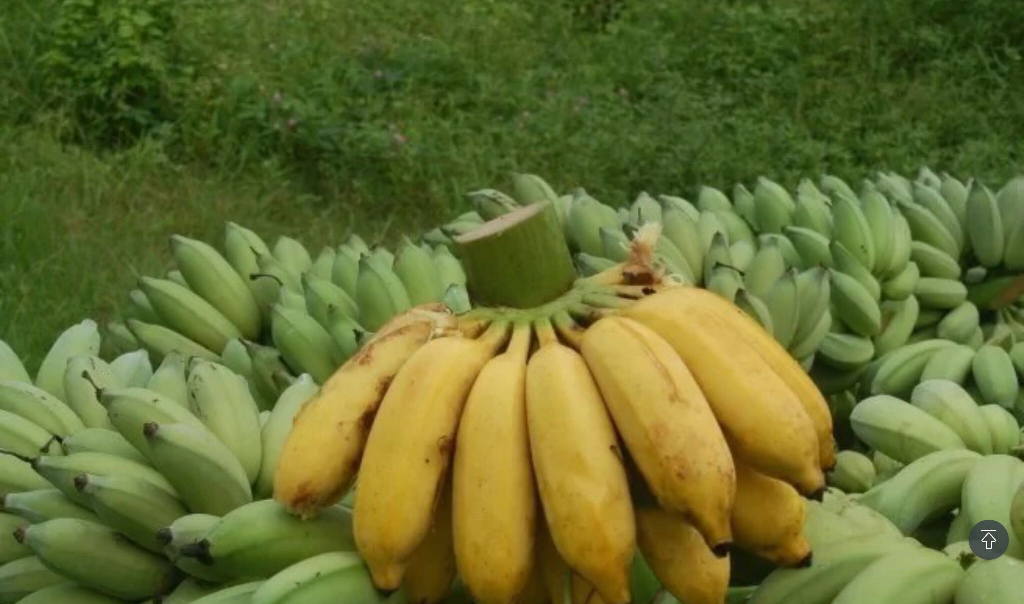 庆安县香蕉图片